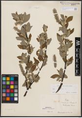 Foto von Salix caprea L.
